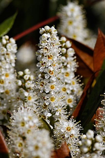 Jardin des Impressionnistes-005
